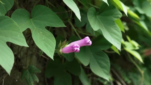 Μωβ Πρωινό Μπουμπούκι Λουλούδι Δόξα Κοντά Ιπποειδή Πορφυρέα Όμορφη Θέα — Αρχείο Βίντεο