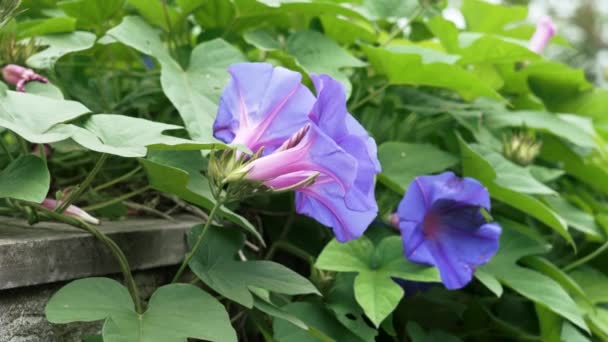 Purple Morning Glory Flower Blue Ipomoea Purpurea Garden Greenery Close — Vídeo de stock