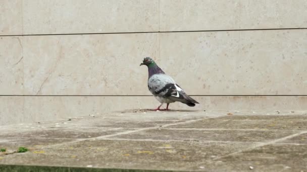 Adult Street Urban Common Pigeon City Blinking Its Eyes — Video