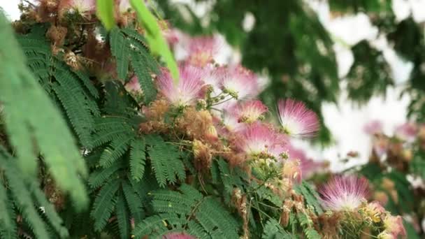 Pink Fluffy Flower Blooming Persian Silk Tree Close Albizia Julibrissin — Stock video