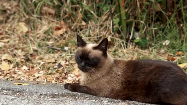 Siamese Stray Cat Asphalt Countryside Road Sad Siam Feral Animal — Vídeos de Stock