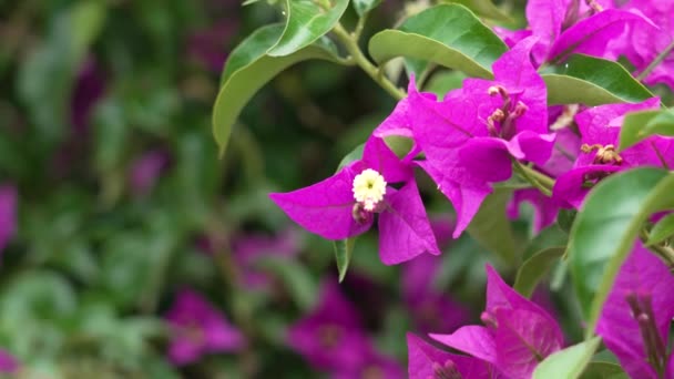 Beautiful Bougainvillea Glabra Purple Flower Lush Bloom Close — Stockvideo