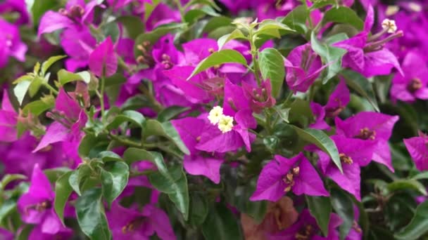 Bougainvillea Glabra Purple Flowers Outdoors Close Summer Wind — Stok video