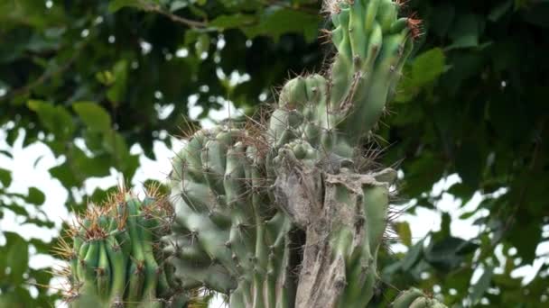 Thorny Cactus Close Summer Green Garden — Stockvideo