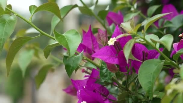 Bougainvillea Glabra Purple Flowers Outdoors Close Summer Wind — Stockvideo