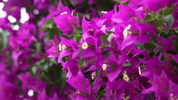 Beautiful Bougainvillea Glabra Purple Flowers Lush Bloom Close — Stockvideo