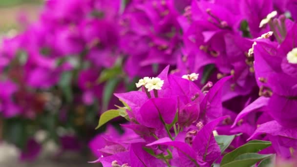 Beautiful Bougainvillea Glabra Purple Flower Lush Bloom Close — Stok video