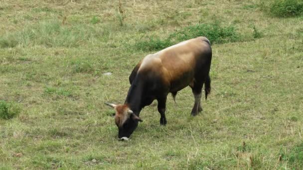 Thoroughbred Black Brown Bull Grazing Rural Pasture Close Spanish Domestic — 图库视频影像