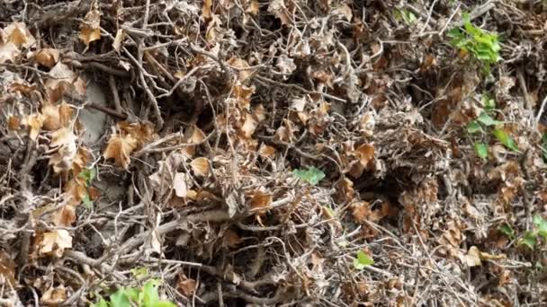 Dry Dead Dehydrated Hedge Dried Plant Environmental Disaster Due Climate — Stockvideo