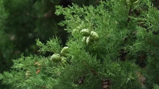 Young Green Cypress Cones Hanging Branch Close — Video Stock