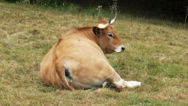 Cow Big Horns Resting Pasture Cattle Asturias Livestock Spain — ストック動画