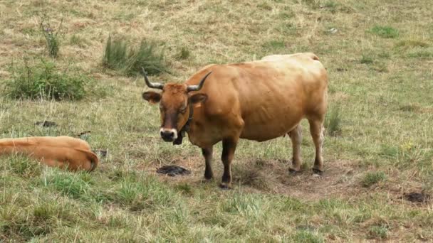 Spanish Horned Cow Bell Grazing Farm Pasture Close — Stok video