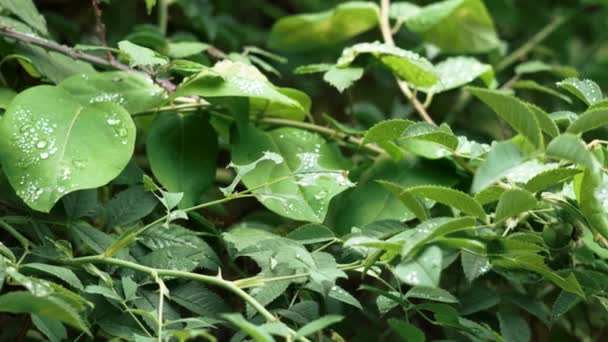 Dew Water Drops Green Fresh Leaves Summer Plants Raindrops Foliage — Stock videók