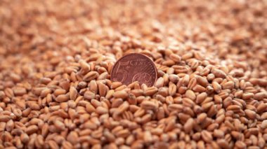 European coin five cents to a pile of wheat grains of a fresh farm harvest. Falling seeds in slow motion