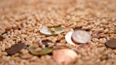 Wheat seeds fall on a pile of European cent coins. Grains falling on money in slow motion close-up. Financial concept of the global world food crisis