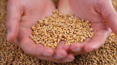 A handful of wheat grains and a farmer hands close-up. Falling harvested whole seeds in slow motion. Food crisis and harvest concept
