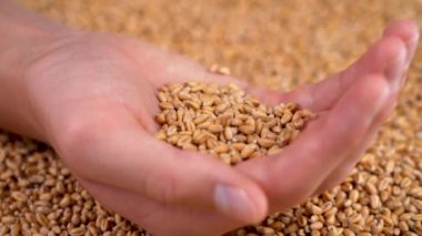 A handful of wheat grains and a farmer hand close-up. Falling harvested whole seeds in slow motion. Food crisis and harvest concept