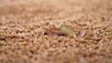 European coins cents fall into a pile of wheat grains. Financial money concept of high food prices due to the global world crisis. Macro. Slow motion