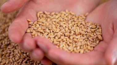 The hands of a young farmer full of golden wheat grains of fresh harvest. The fall of raw seeds in slow motion close-up