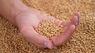 The young farmer's hand is full of golden wheat grains of fresh harvest. The fall of raw seeds in slow motion close-up