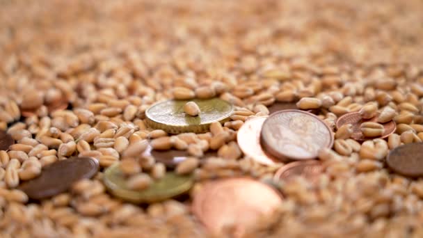 Wheat Seeds Fall Pile European Cent Coins Grains Falling Money — Vídeos de Stock