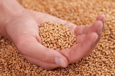 Young farmer's hand is full of golden wheat grains of fresh harvest. Raw seeds close-up