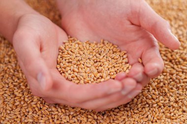 A handful of wheat grains and a farmer hand close-up. Harvested whole seeds. Food crisis and harvest concept
