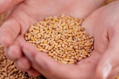 The hands of a young farmer full of golden wheat grains of fresh harvest. Raw seeds close-up
