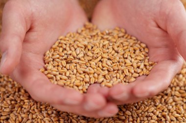 A handful of wheat grains and a farmer hands close-up. Harvested whole seeds. Food crisis and harvest concept