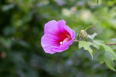 Rose of Sharon flower close up. Hibiscus syriacus in summer, Malvaceae