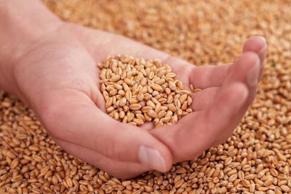 Young Farmer Hand Full Golden Wheat Grains Fresh Harvest Raw — Foto de Stock