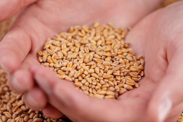 Hands Young Farmer Full Golden Wheat Grains Fresh Harvest Raw — Foto de Stock