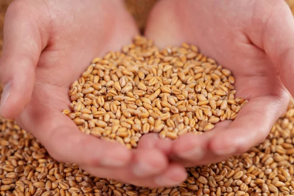 Handful Wheat Grains Farmer Hands Close Harvested Whole Seeds Food — Foto de Stock