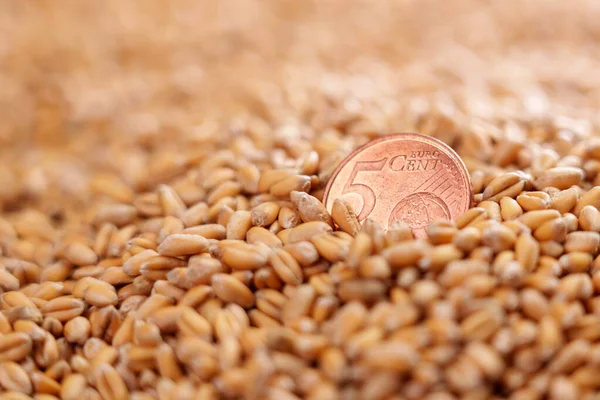 European coin five cents in pile of wheat grains of a farm harvest. Raw seeds close up. Financial concept of the global food crisis and high prices in the supermarket