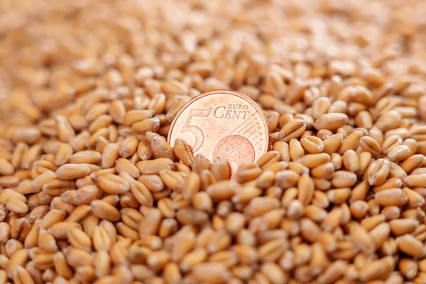 European coin five cents in pile of wheat grains of a farm harvest. Raw seeds close up. Financial concept of the global food crisis and high prices in the supermarket