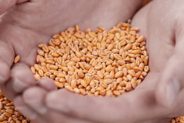 Wheat seeds in the hands of a hungry man. World global food crisis concept. The idea of crop supply problems