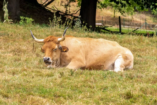 Beautiful brown asturian spanish cow with big horns resting on ranch with green grass close up in summer