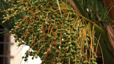 Green palm dates bunch ripening on a tree branch in the city closeup