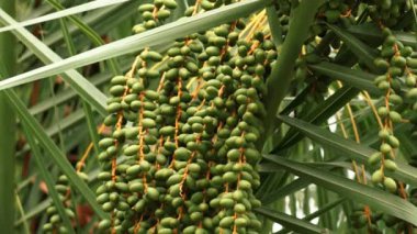 Green palm dates bunch ripening on tree branch at farm closeup