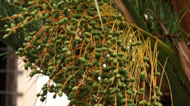 Green Palm Dates Bunch Ripening Tree Branch City Closeup — Vídeo de Stock