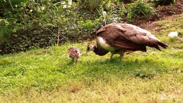 Mother Peafowl Babies Feeding Zoo Pavo Cristatus Peacock Family — Video