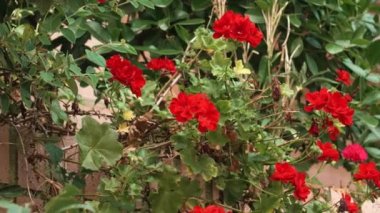 Red city flowers on the wall of a building close-up with green foliage. Flowering and gardening on urban street