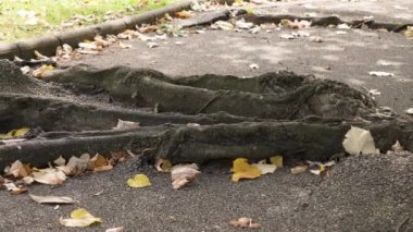 Asphalt pavement broken road with sprouted tree roots close-up