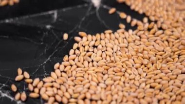 Shaking whole grain wheat seeds for cleaning in slow motion. Industrial crop cleaning at eco farm. Macro shot