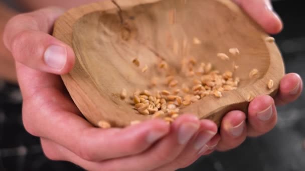 Whole Grain Wheat Seeds Fill Wooden Rustic Bowl Hands Farmer — Stock video