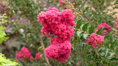 Beautiful pink flowers of crepe myrtle on green foliage background in garden. Blossoming red lagerstroemia close up
