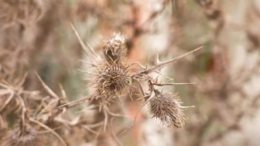 Dry teasel wildflower. Dried thistle thorns close up