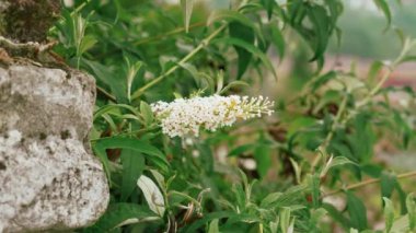 Beautiful white flower head of a blooming butterfly bush in a mountain garden close-up. Blossoming buddleia shrub