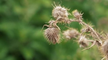 Dry prickly thistle flower with thorns against the background of green summer foliage close-up