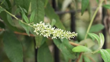 Beautiful white young flower buds of a blooming butterfly bush. Growing buddleia shrub